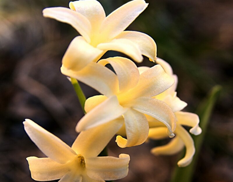 Yellow Hyacinth Flowers