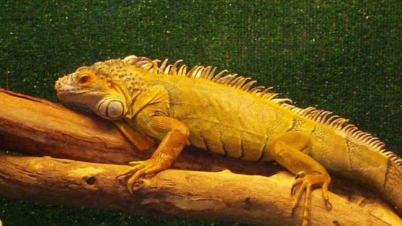 Yellow Iguana on Branch