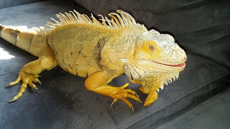 Yellow Iguana on Couch