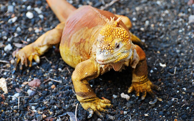 yellow iguana on gravel