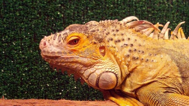 Yellow Iguana on Log