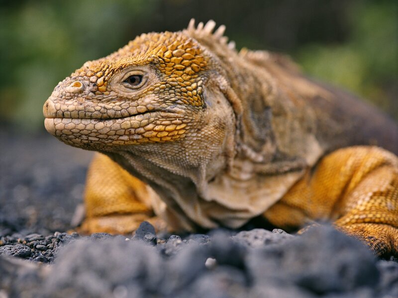 Yellow Iguana on Rocks