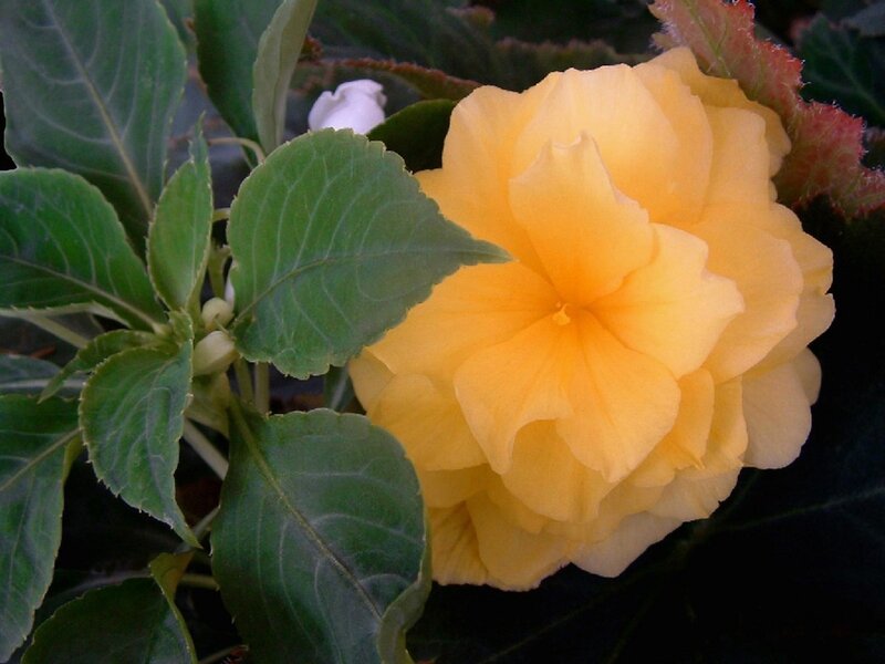 yellow impatiens flower