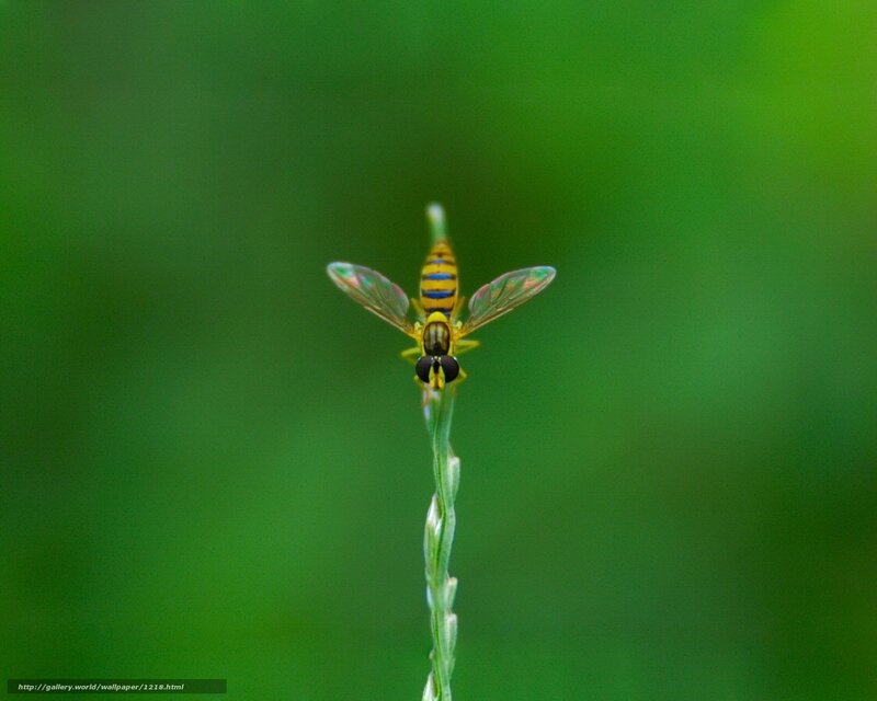 Yellow insect on a blade of grass