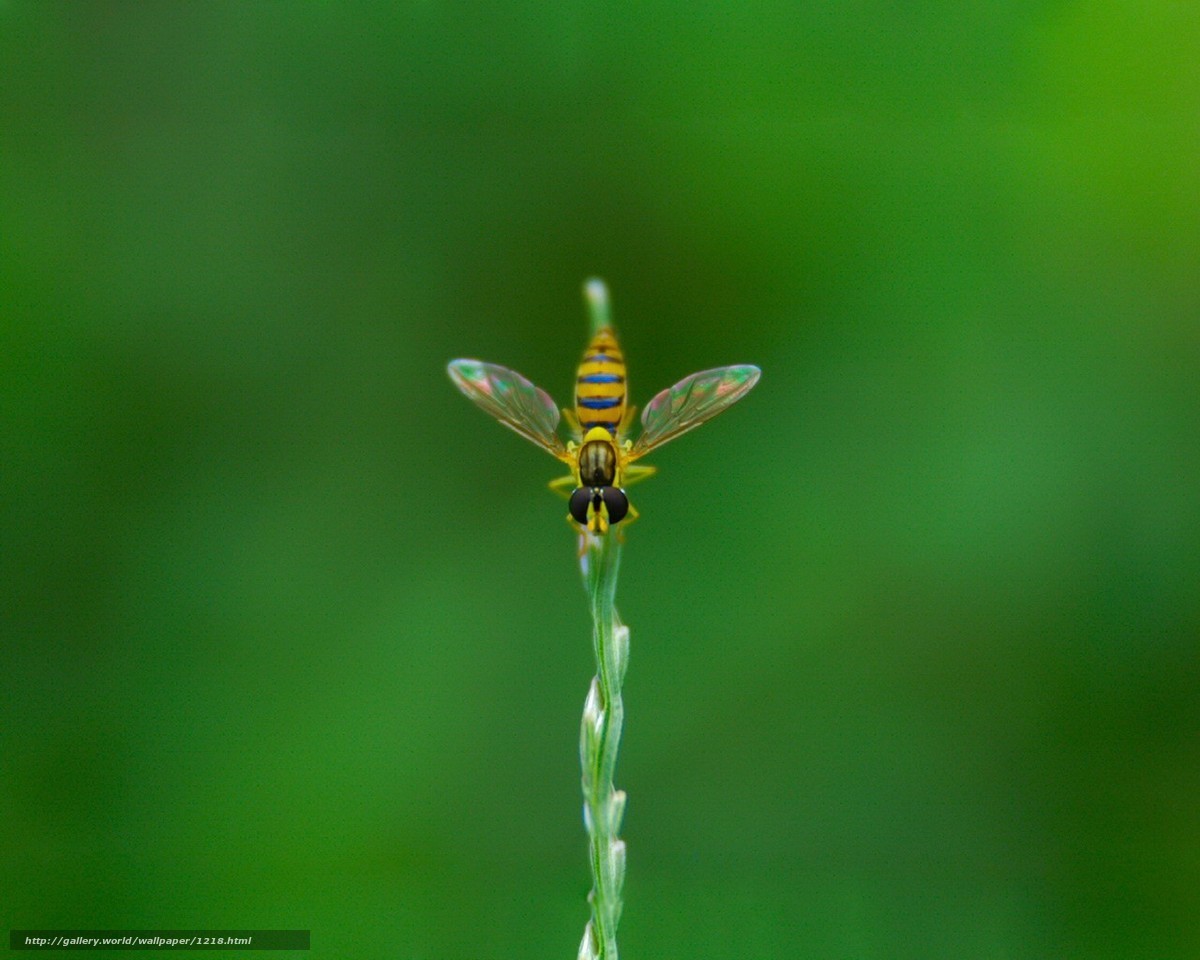 Yellow insect on a blade of grass