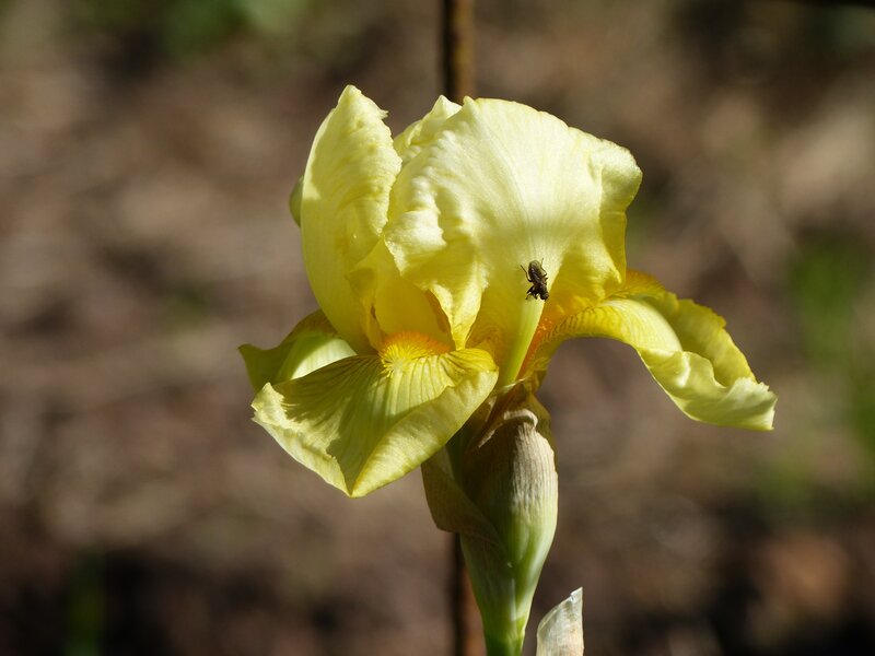 Yellow Iris Flower — Calm, Afternoon