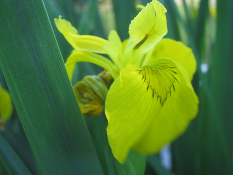 Yellow Iris Flower — Calm, Spring