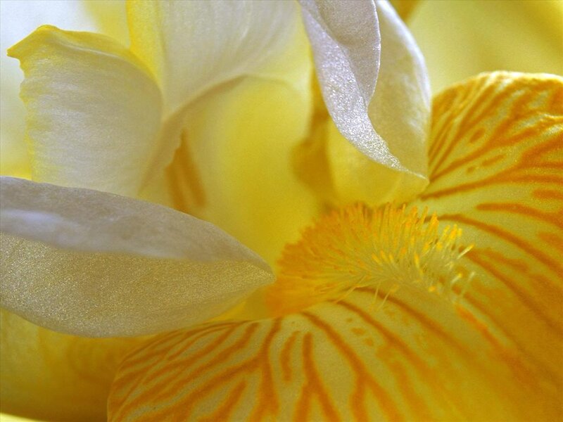 Yellow Iris Flower — Calm