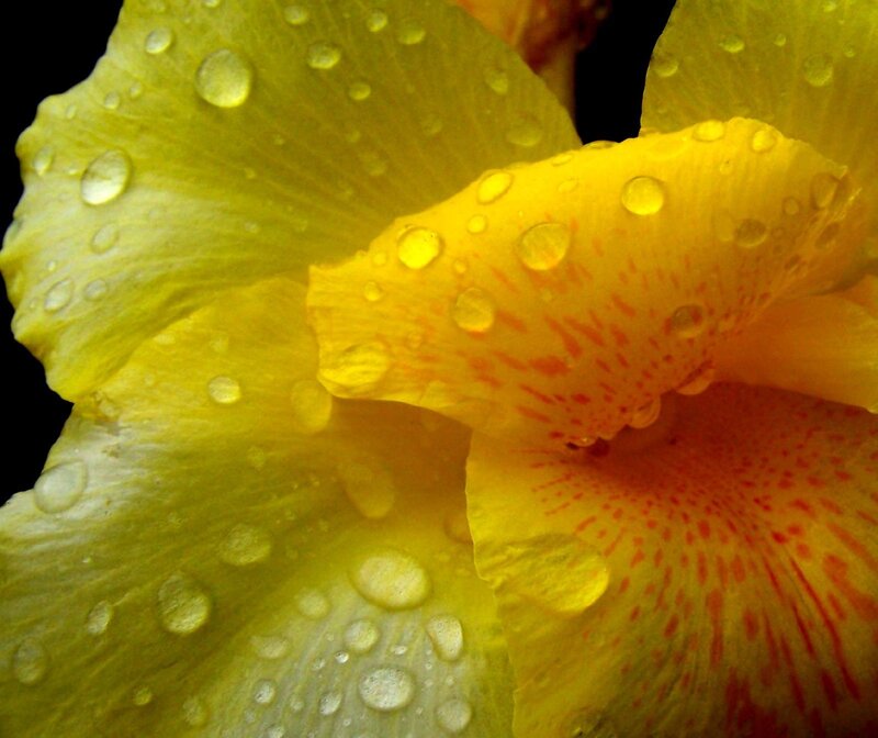 Yellow Iris Flower — Dramatic, Photograph, Petals
