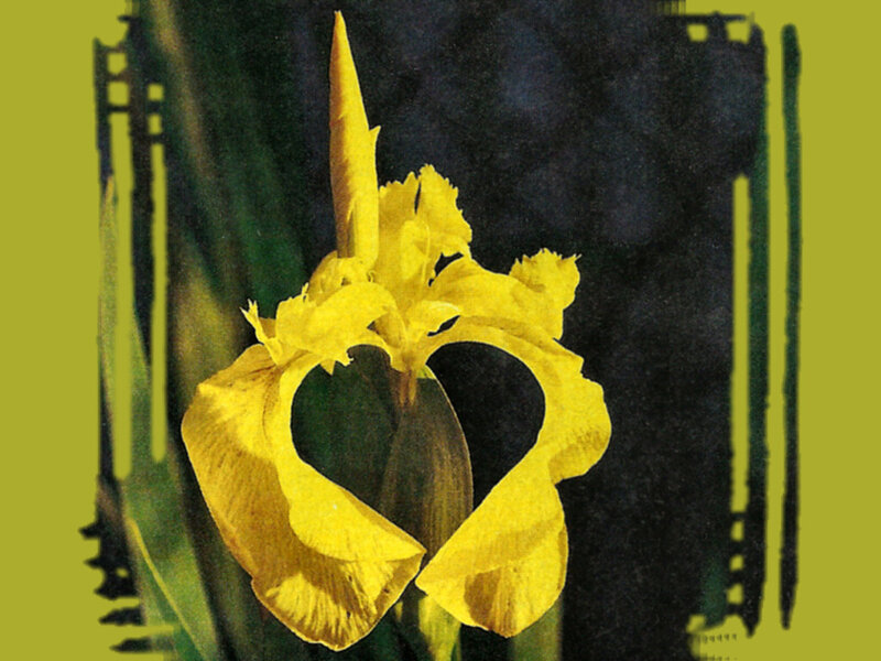 Yellow Iris Flower — Dramatic, Photograph