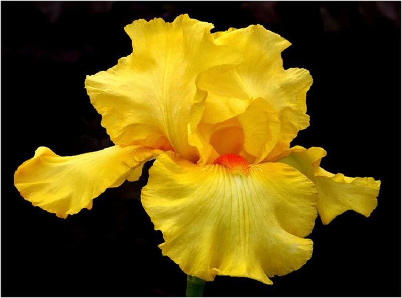Yellow Iris Flower — Dramatic