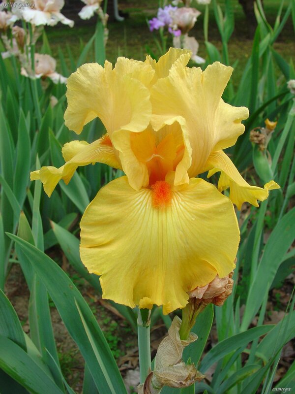 Yellow iris flower in bloom