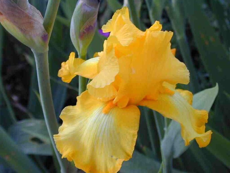 yellow iris flower in bloom