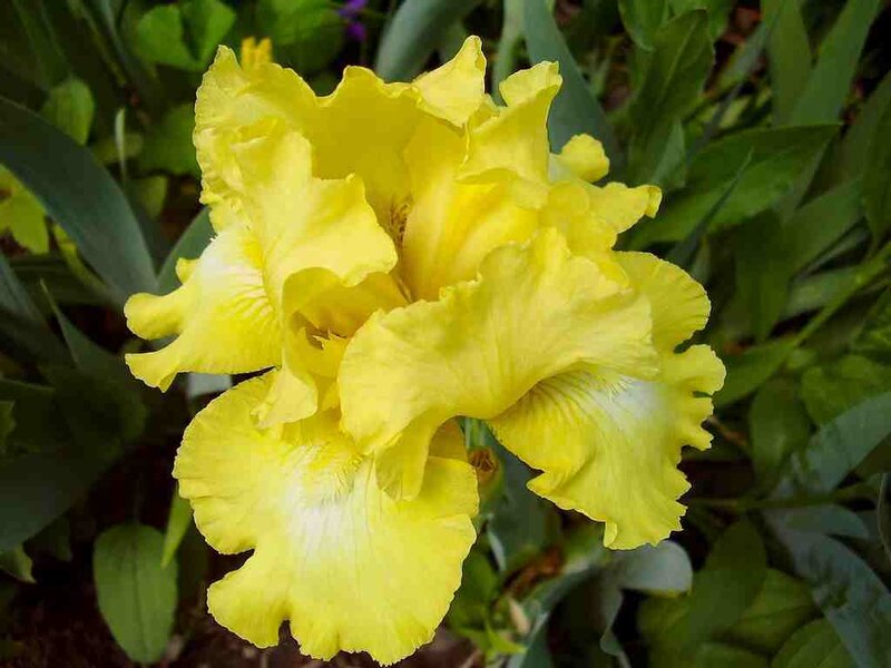 yellow iris flower in bloom