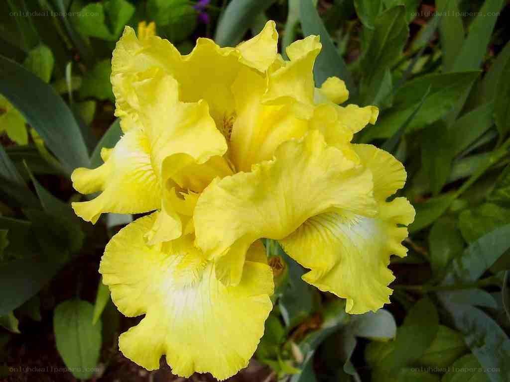 yellow iris flower in bloom
