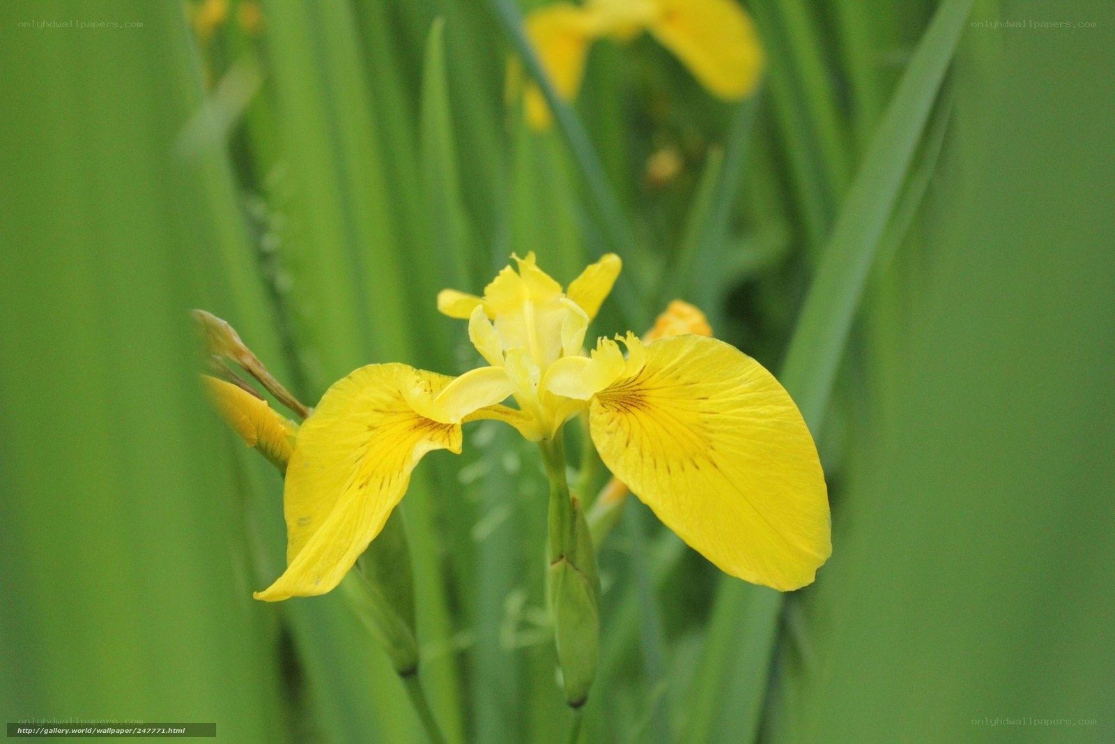 Yellow iris flower in green foliage
