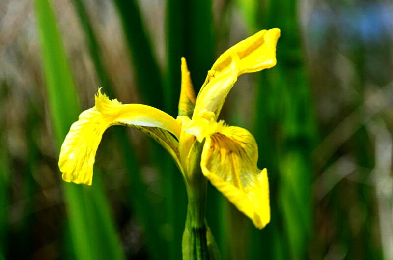 Yellow Iris Flower — Natural, Afternoon