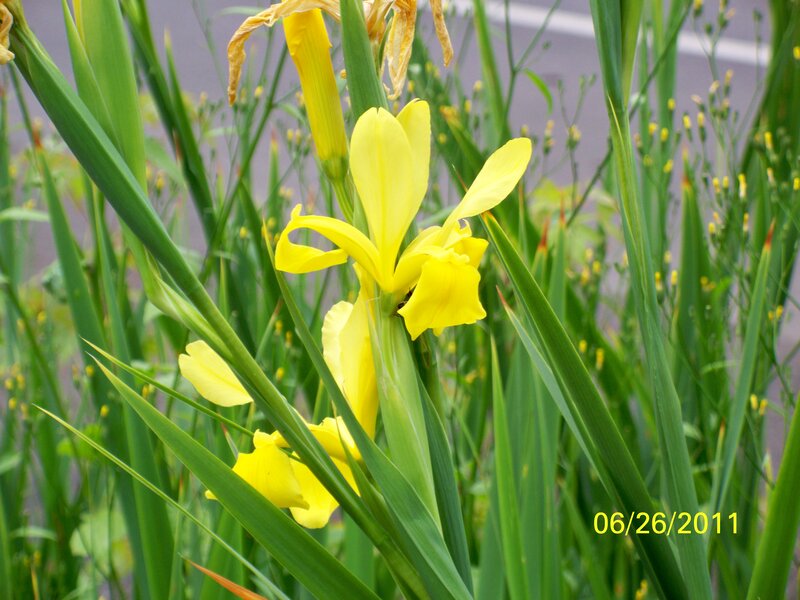 Yellow Iris Flower — Natural