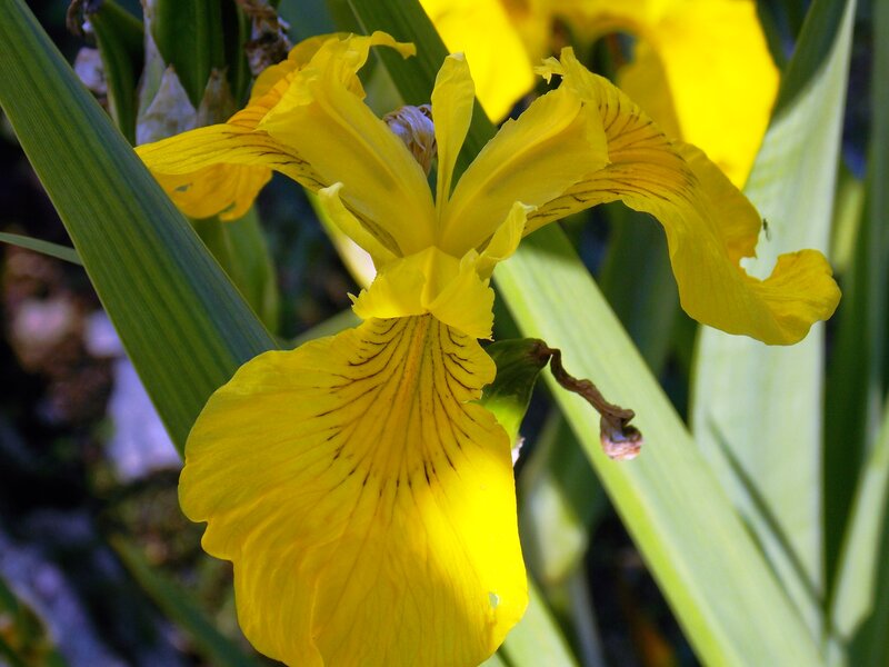 Yellow Iris Flower — Serene, Afternoon