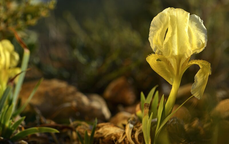 Yellow Iris Flower — Serene, Morning