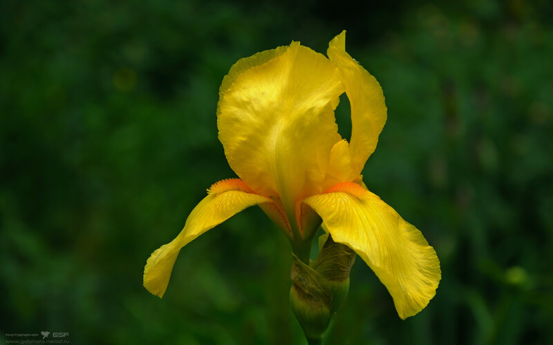 Yellow Iris Flower — Serene, Photograph, Green Leaves