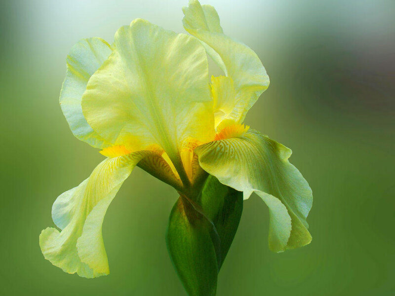 Yellow Iris Flower — Serene, Photograph