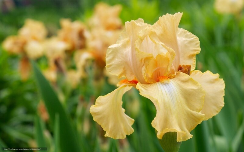 Yellow Iris Flower — Serene, Spring