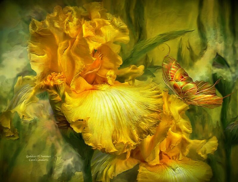 Yellow Iris Flower — Serene, Summer