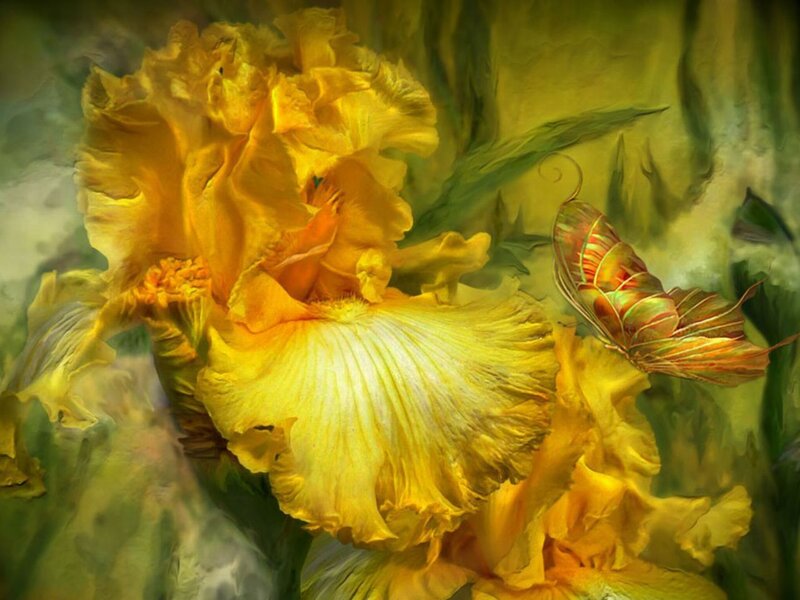 Yellow Iris Flower — Serene
