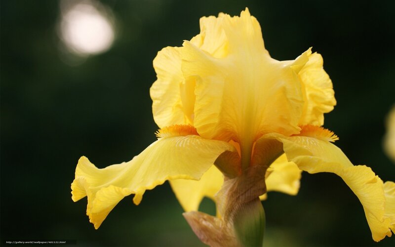 Yellow Iris Flower