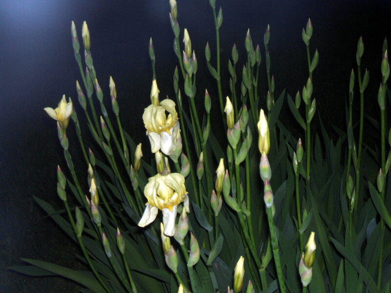 Yellow Iris Flowers — Green