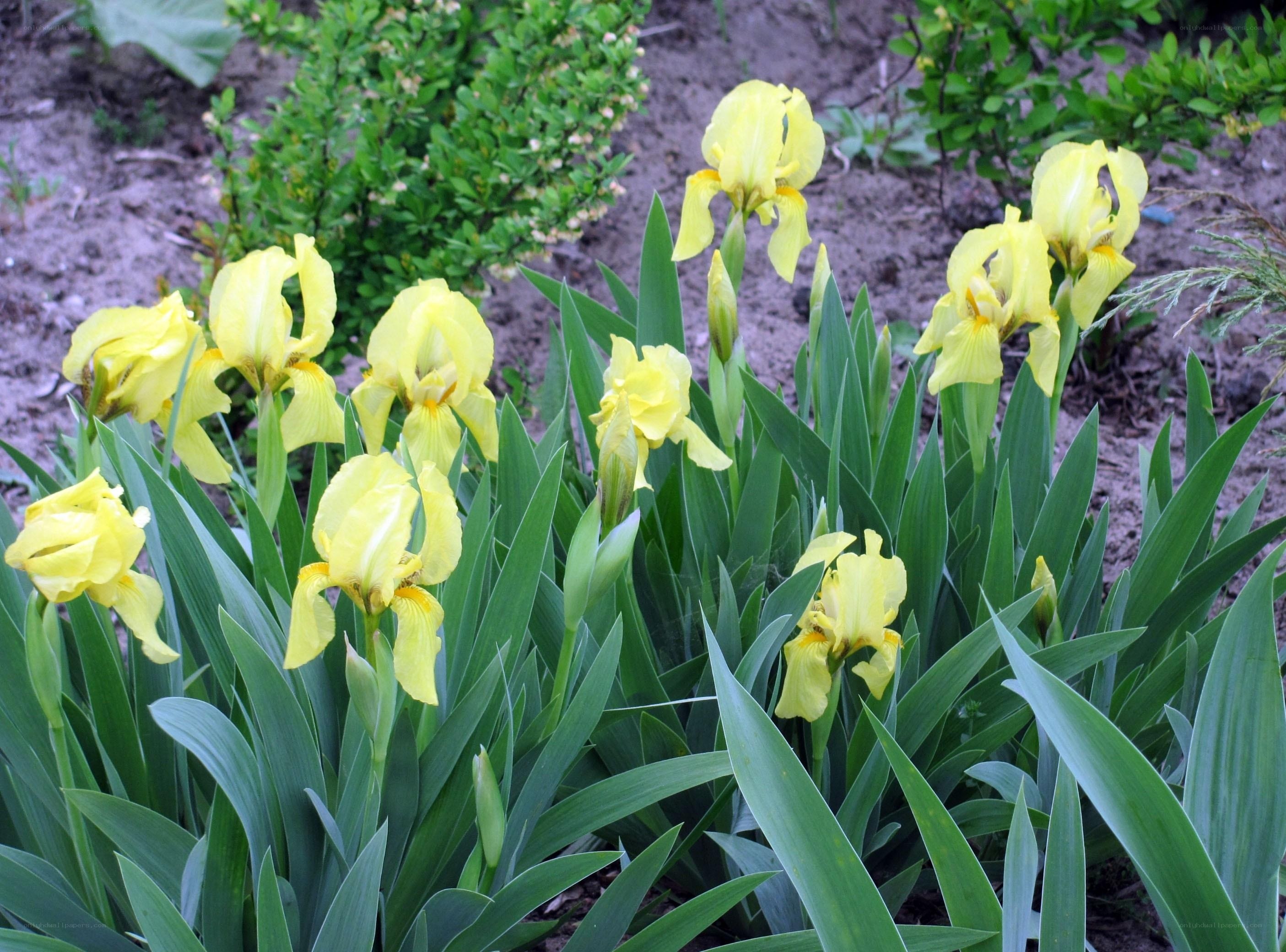 Yellow iris flowers in garden