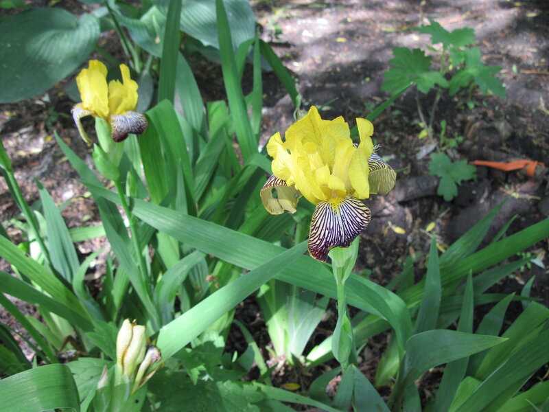 Yellow Iris Flowers — Natural