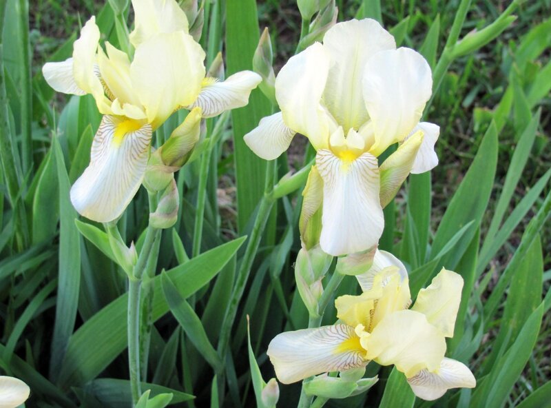 Yellow Iris Flowers — White