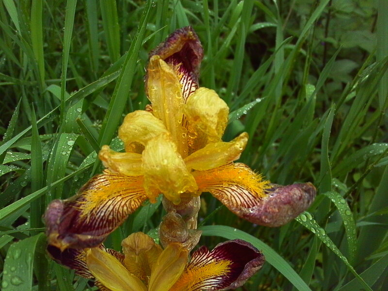 Yellow iris with dew drops