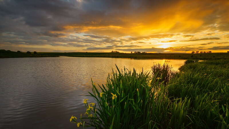 Yellow Irises by Lake