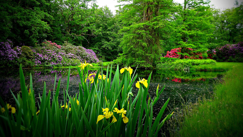Yellow Irises by Pond — Green, Serene, Spring