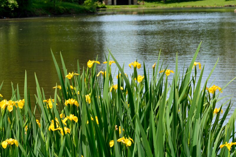 Yellow Irises by Pond — Green, Serene