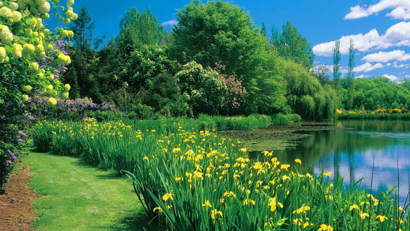 Yellow Irises by Pond — Green