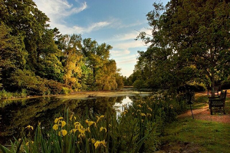 Yellow Irises by Pond