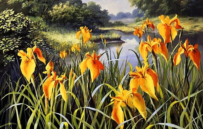 Yellow Irises by River