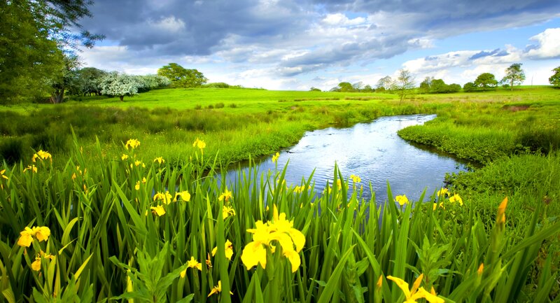 Yellow Irises by Stream