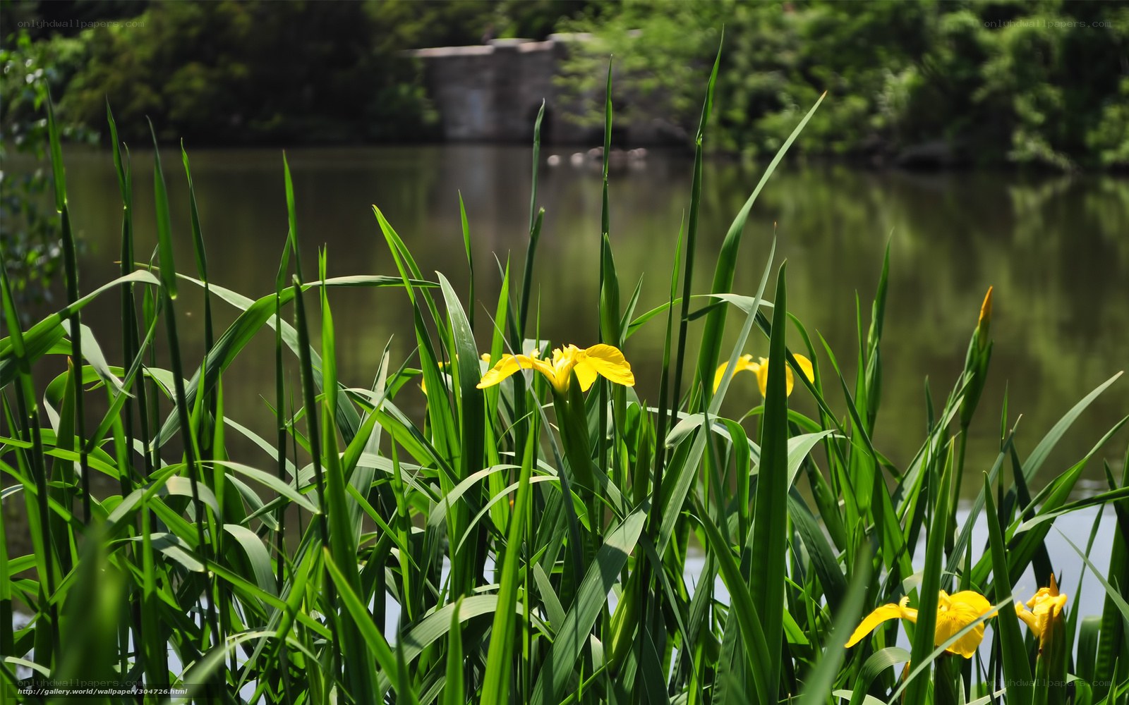 Yellow irises by the pond