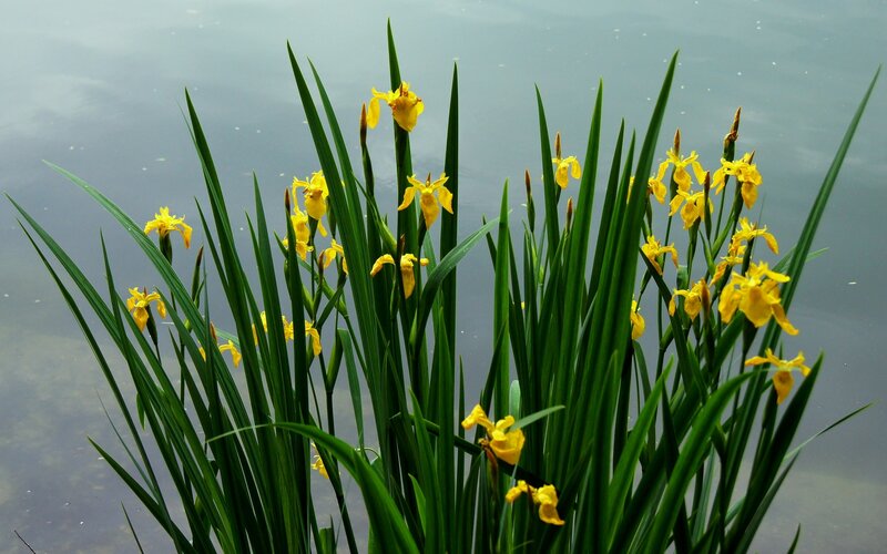 Yellow irises by the water