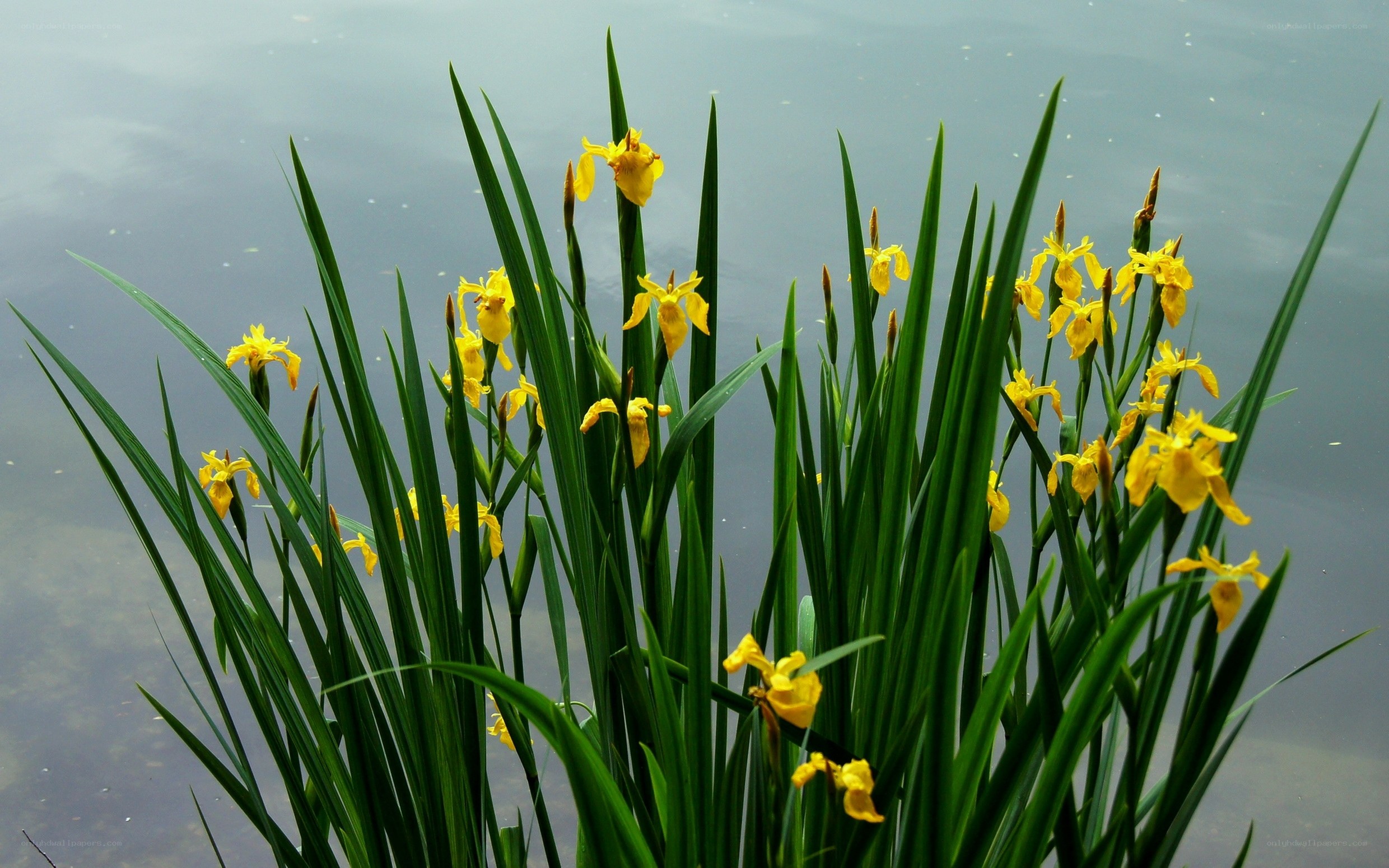Yellow irises by the water