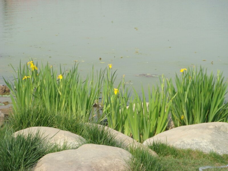 Yellow Irises by Water