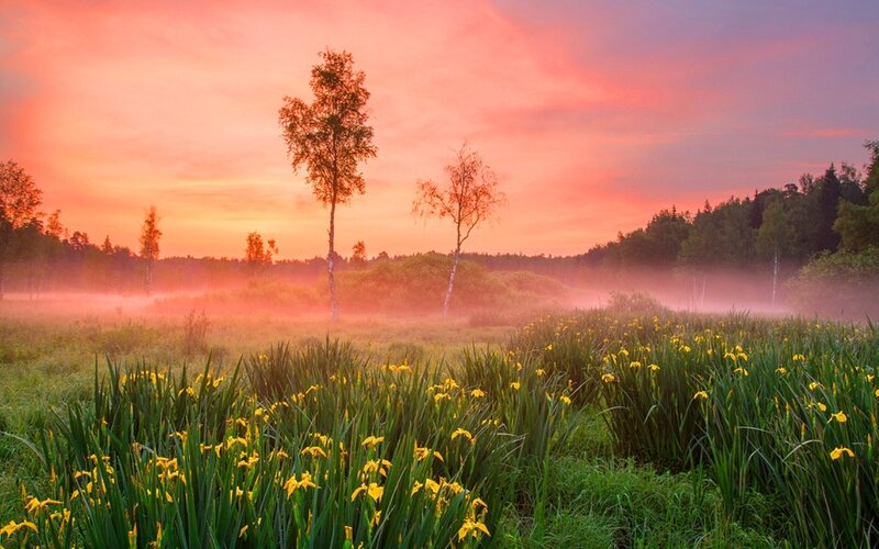 Yellow Irises in Field — Pink