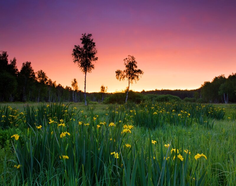 Yellow Irises in Field — Purple