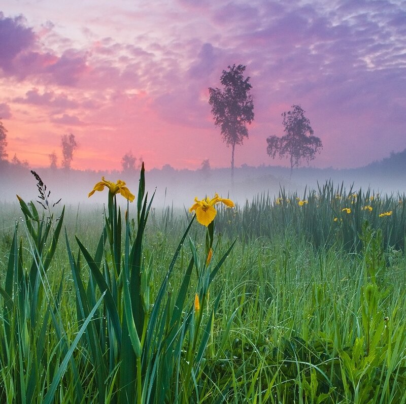 Yellow Irises in Field