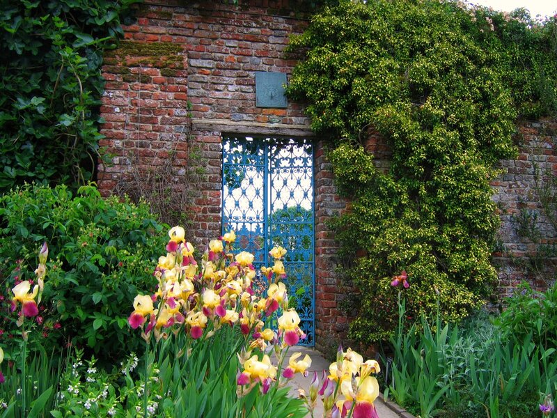Yellow Irises in Garden